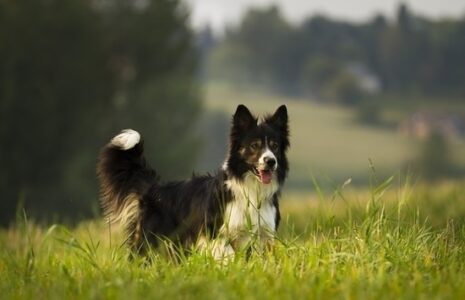 How I Chose a Border Collie as a Working Dog Breed, Part 2: Lessons from a Stock Dog Image